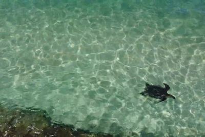 Mid-altitude coastal drone still over blue water (example 4 of 4).