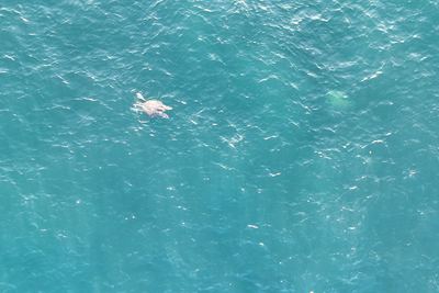 High-altitude drone still, turtle tiny in frame (example 4 of 4).