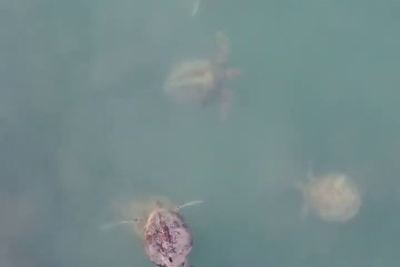 Underwater drone still, turtle large in frame (example 2 of 4).